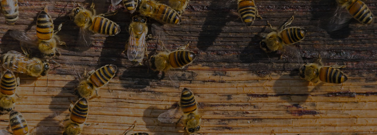 Bee infestation