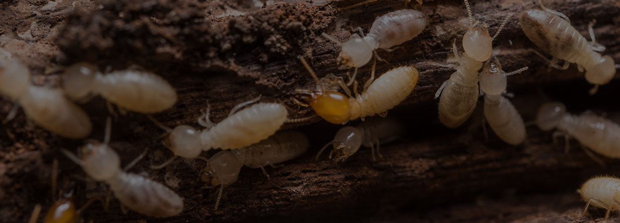 Termite infestation