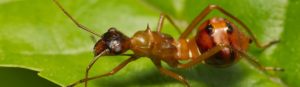 Ant on a green leaf