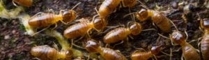 Termites on wood