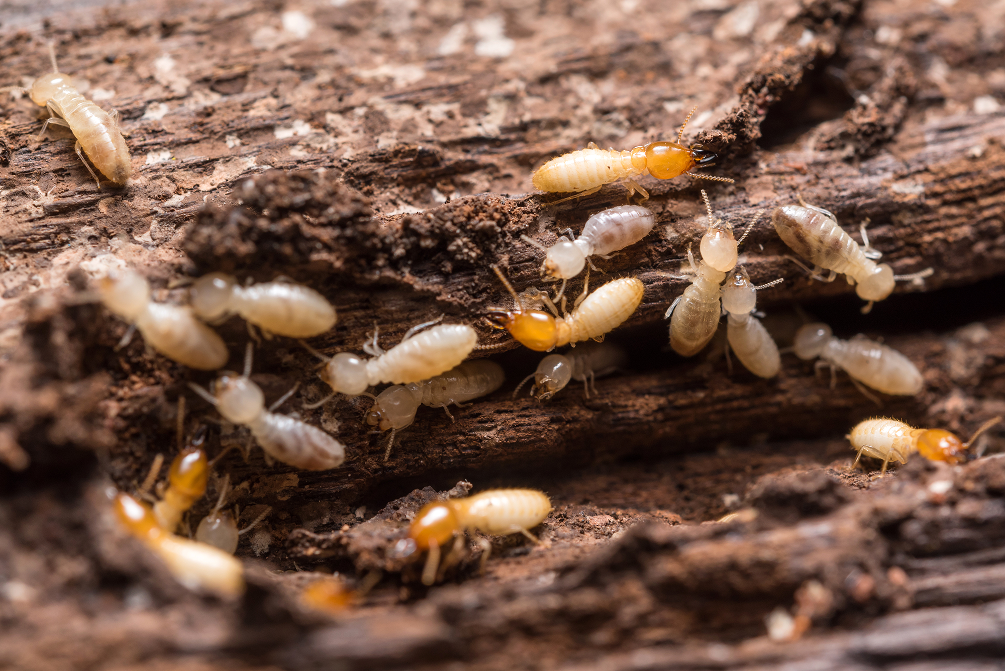 Termite infestation on wood