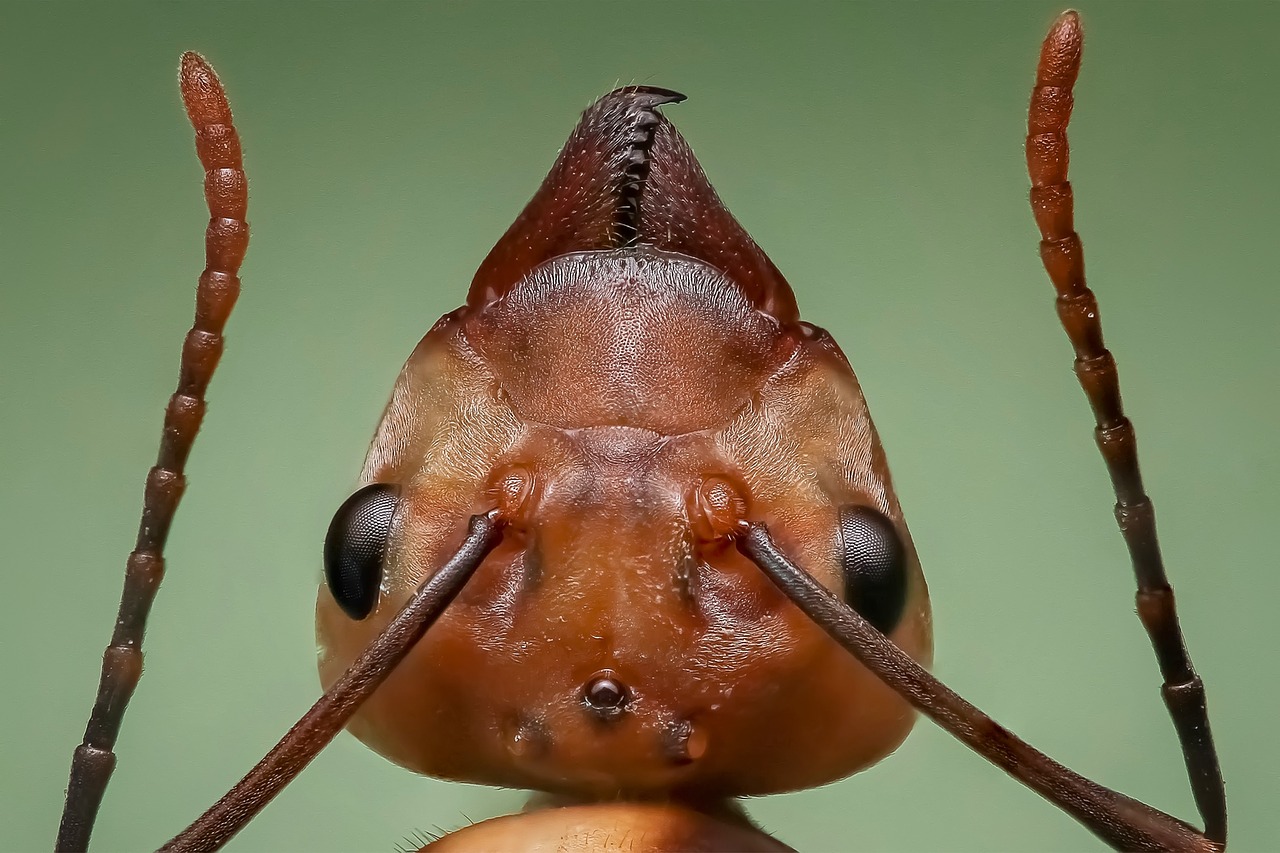 Queen Ants Head