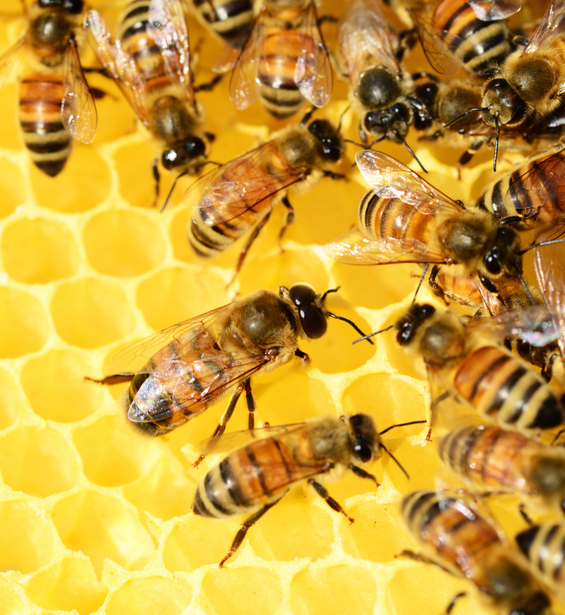 What You Need To Know About Bee Removal