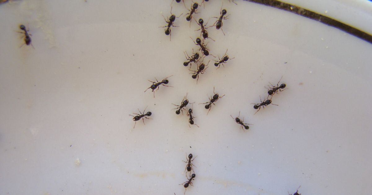 Ant infestation in bowl