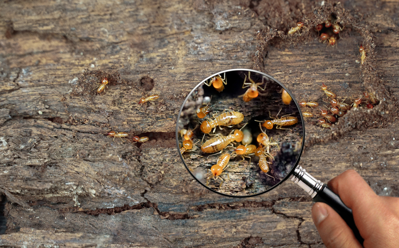 termite under microscopic lens