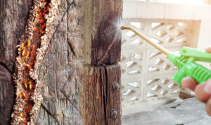 Termite control technicians use wood termite removal equipment and solutions