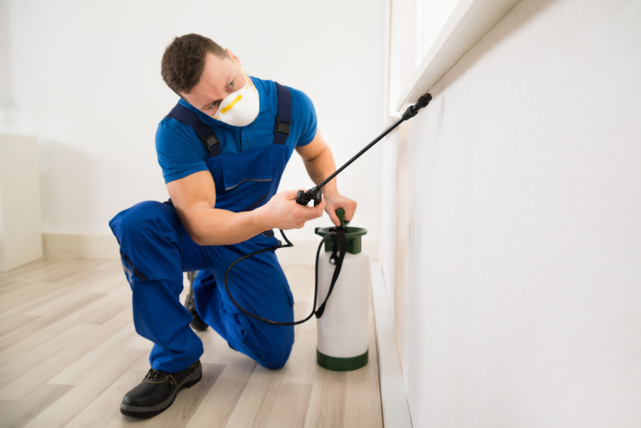 Pest Exterminator Spraying Pesticide On Window Corner