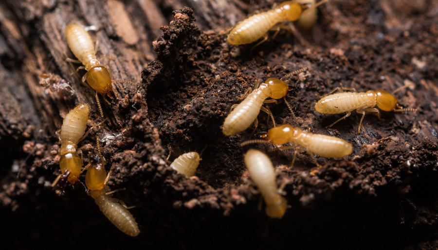 White termite infestations