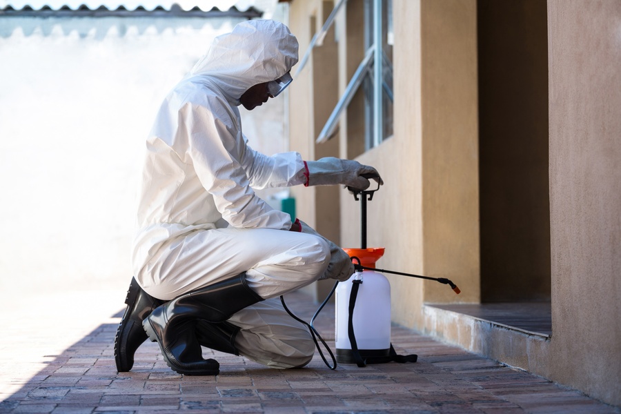 professional pest control expert working on pest control