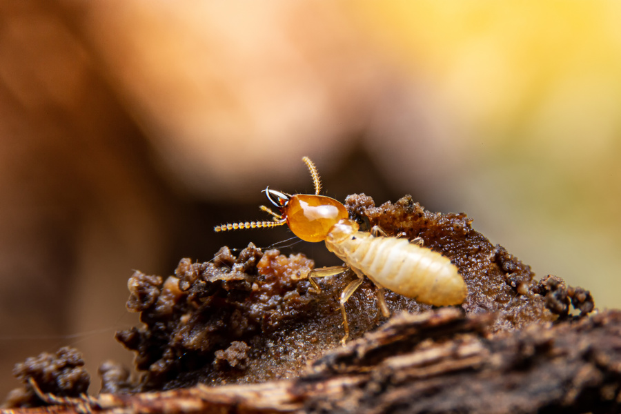 termite on wood