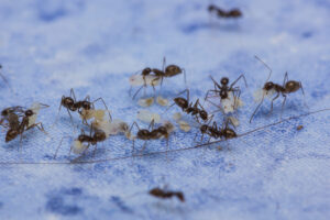 Close up of black ants