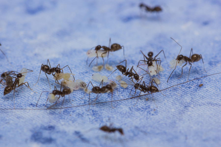 Close up of black ants