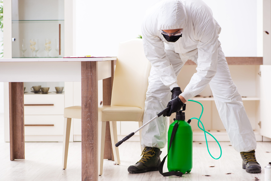Young male contractor doing pest control at home