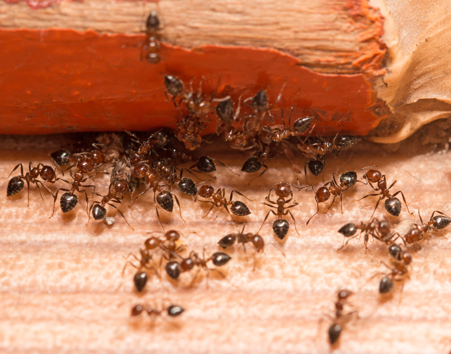 Ants on a wood